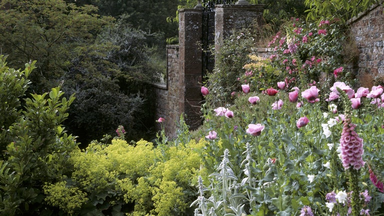The terraced borders in the garden at Acorn Bank. An iron gate is in the corner of the wall. There are tall pink opium poppies as the main feature of this corner.